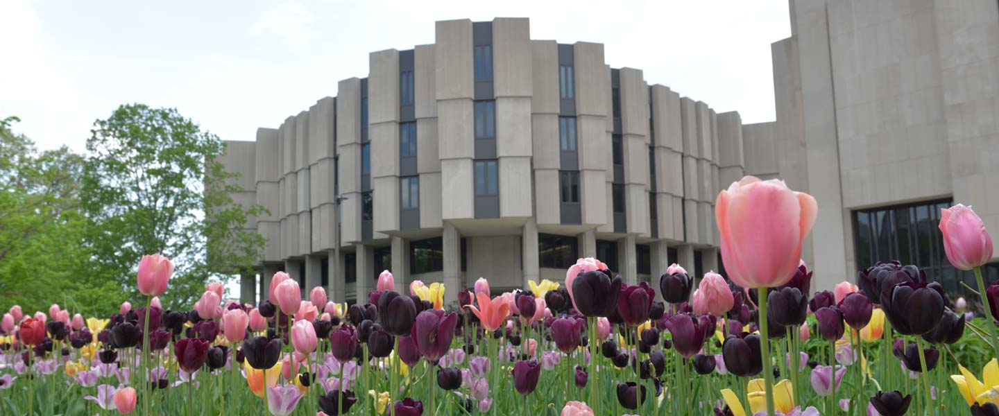 Tulips on the Evanston Campus